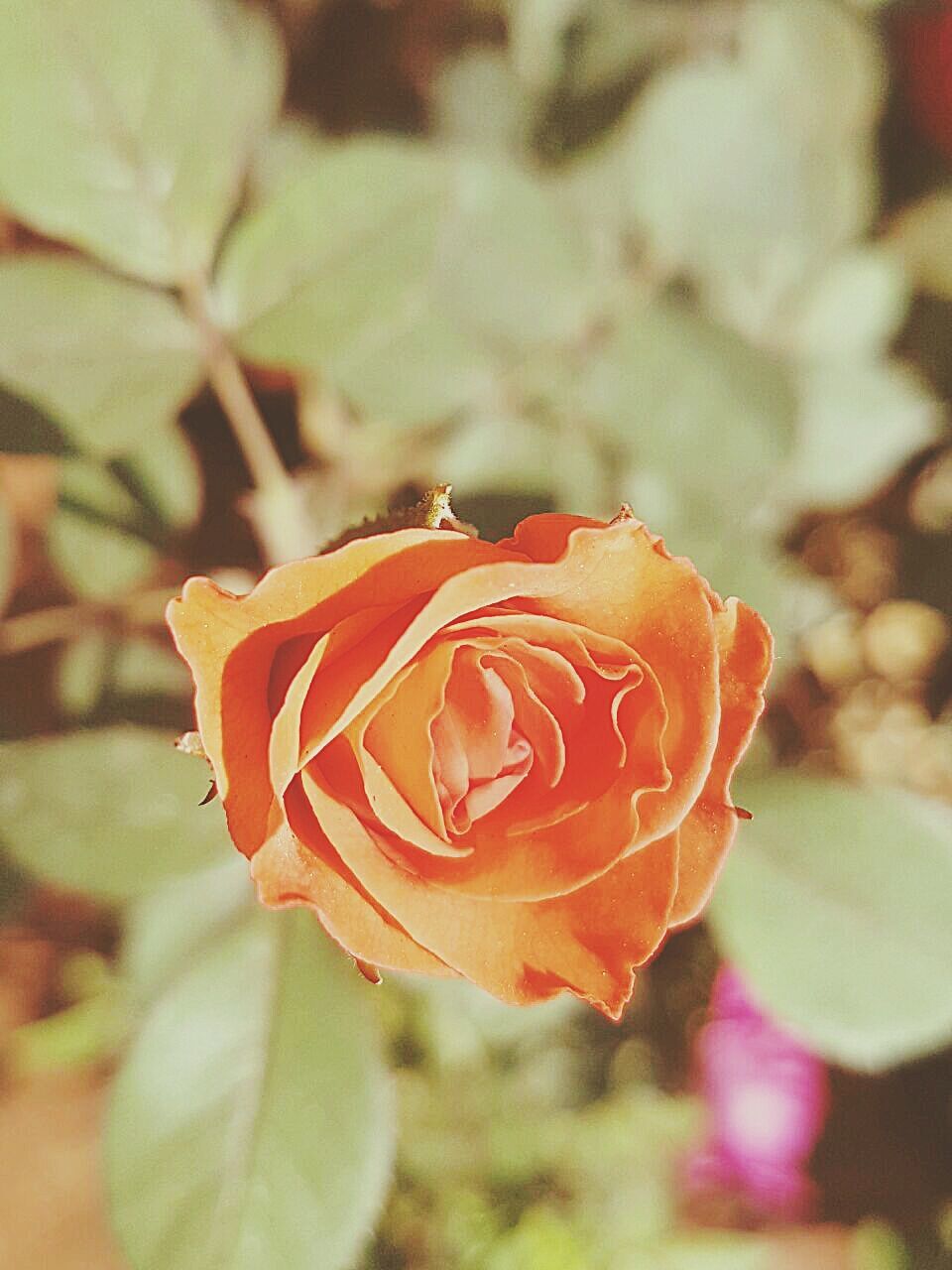 CLOSE UP OF ORANGE FLOWER