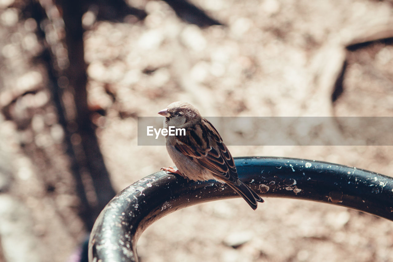 Close-up of bird perching on metal