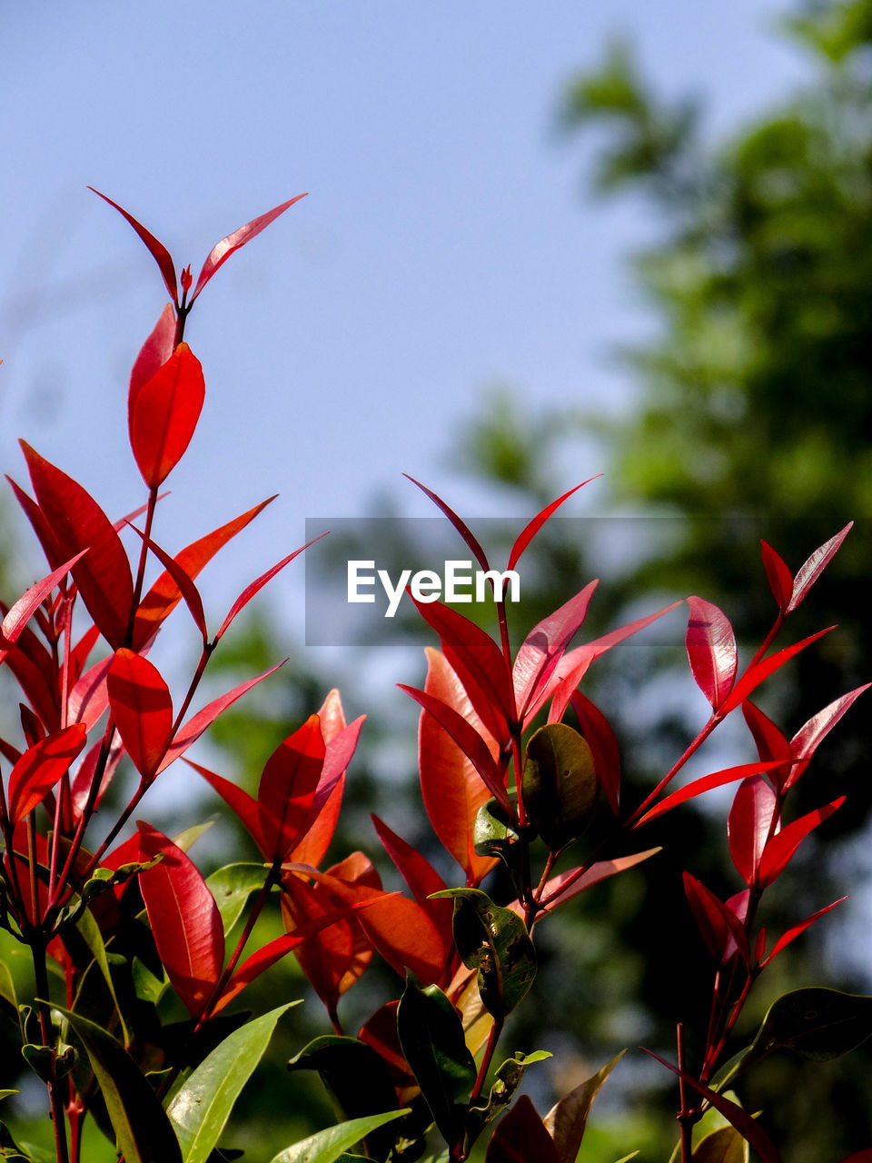 LOW ANGLE VIEW OF RED FLOWERING PLANT