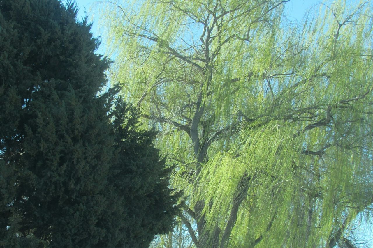 LOW ANGLE VIEW OF TREES AGAINST SKY IN FOREST