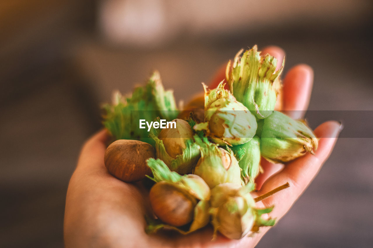 Cropped hand of person holding nuts