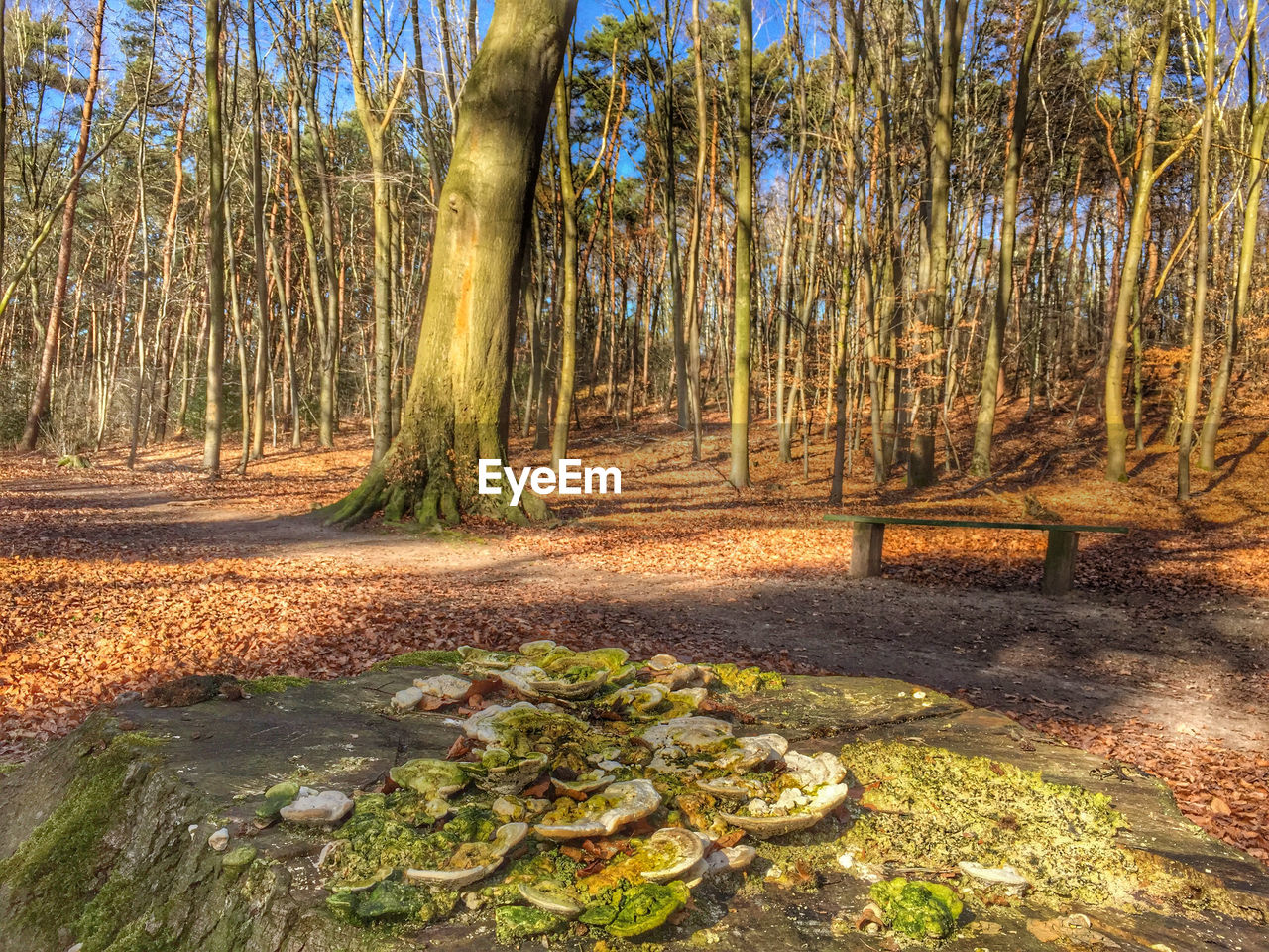 VIEW OF TREES IN FOREST