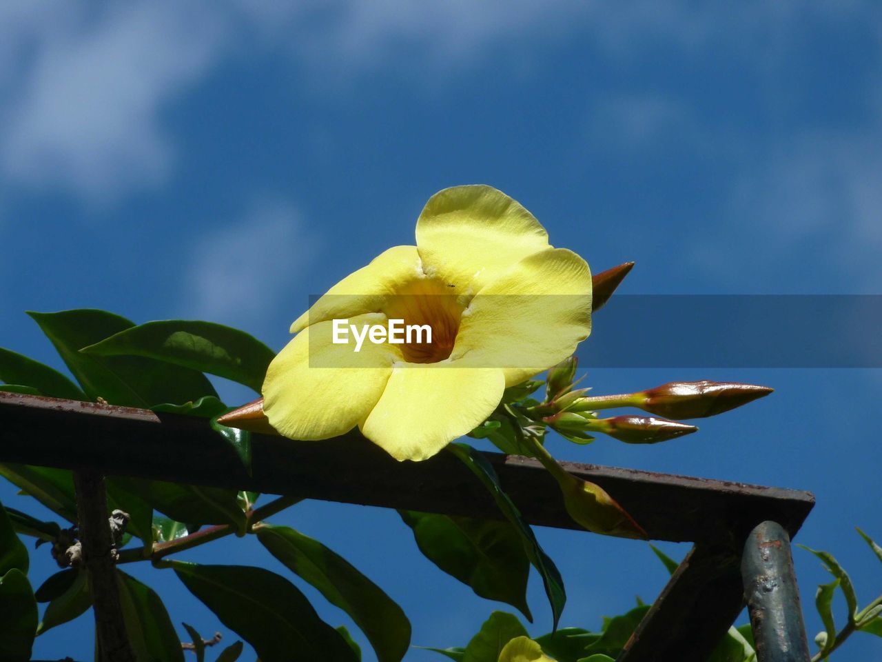 LOW ANGLE VIEW OF YELLOW FLOWERS AGAINST SKY