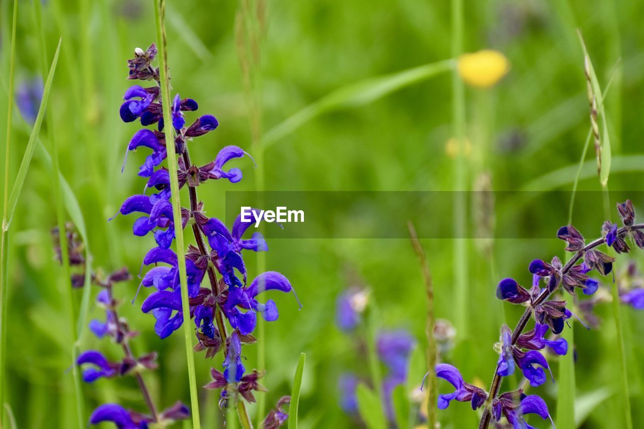 CLOSE-UP OF PURPLE FLOWERING PLANT