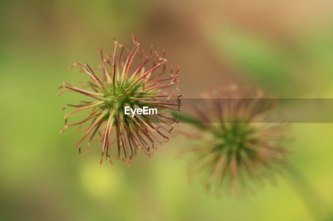 CLOSE-UP OF PLANT IN SUNLIGHT