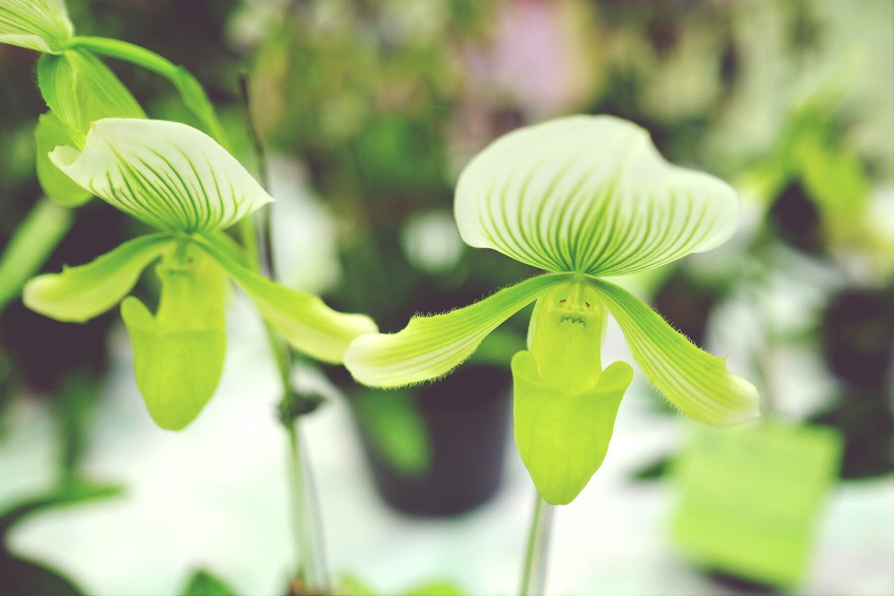 Close-up of flowers against blurred background