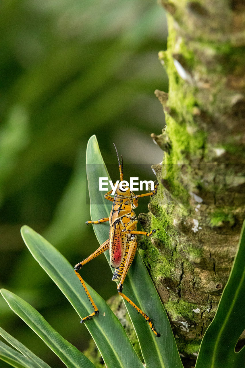 CLOSE-UP OF GRASSHOPPER