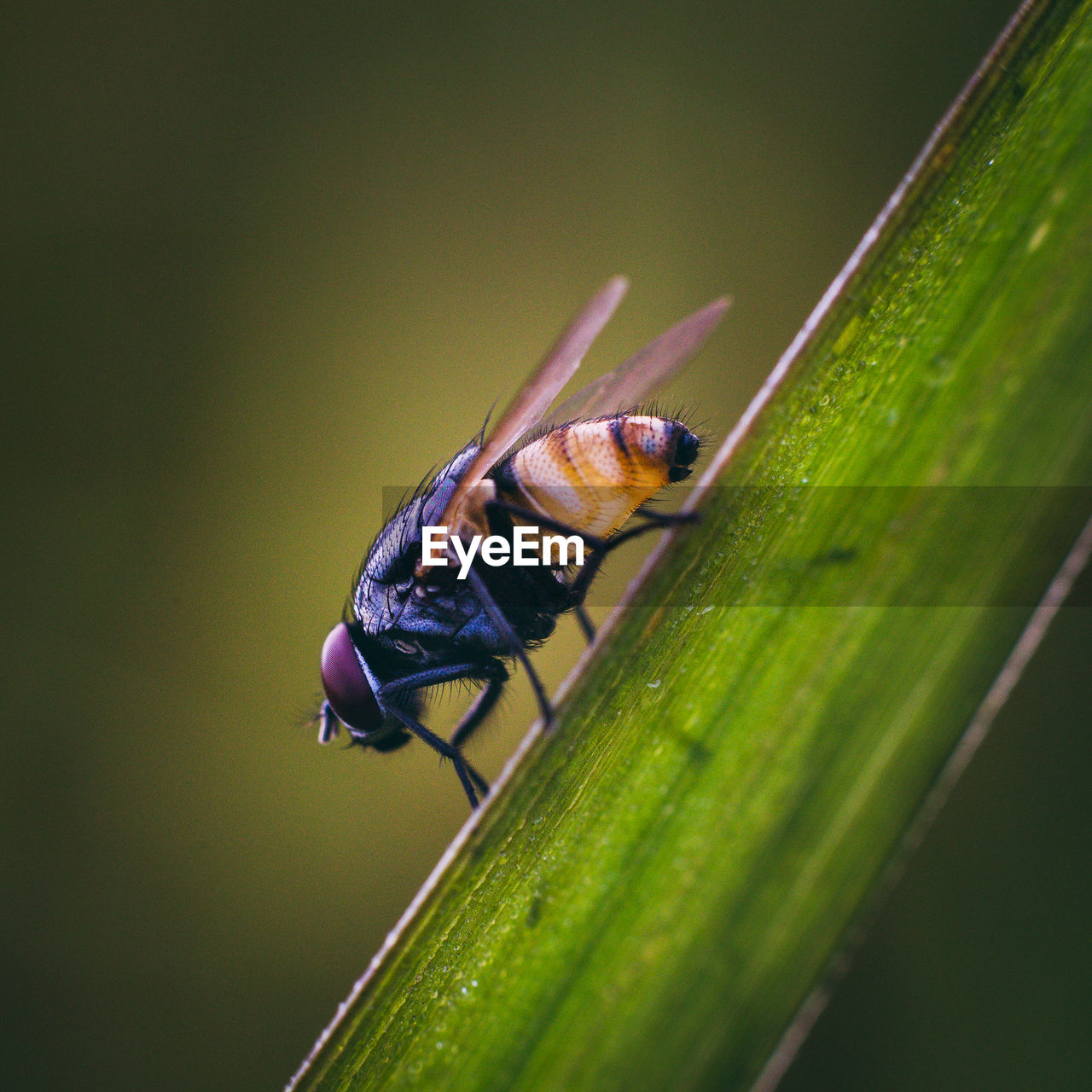 Close-up of fly on leaf