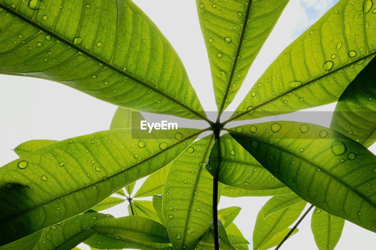 low angle view of leaves on plant