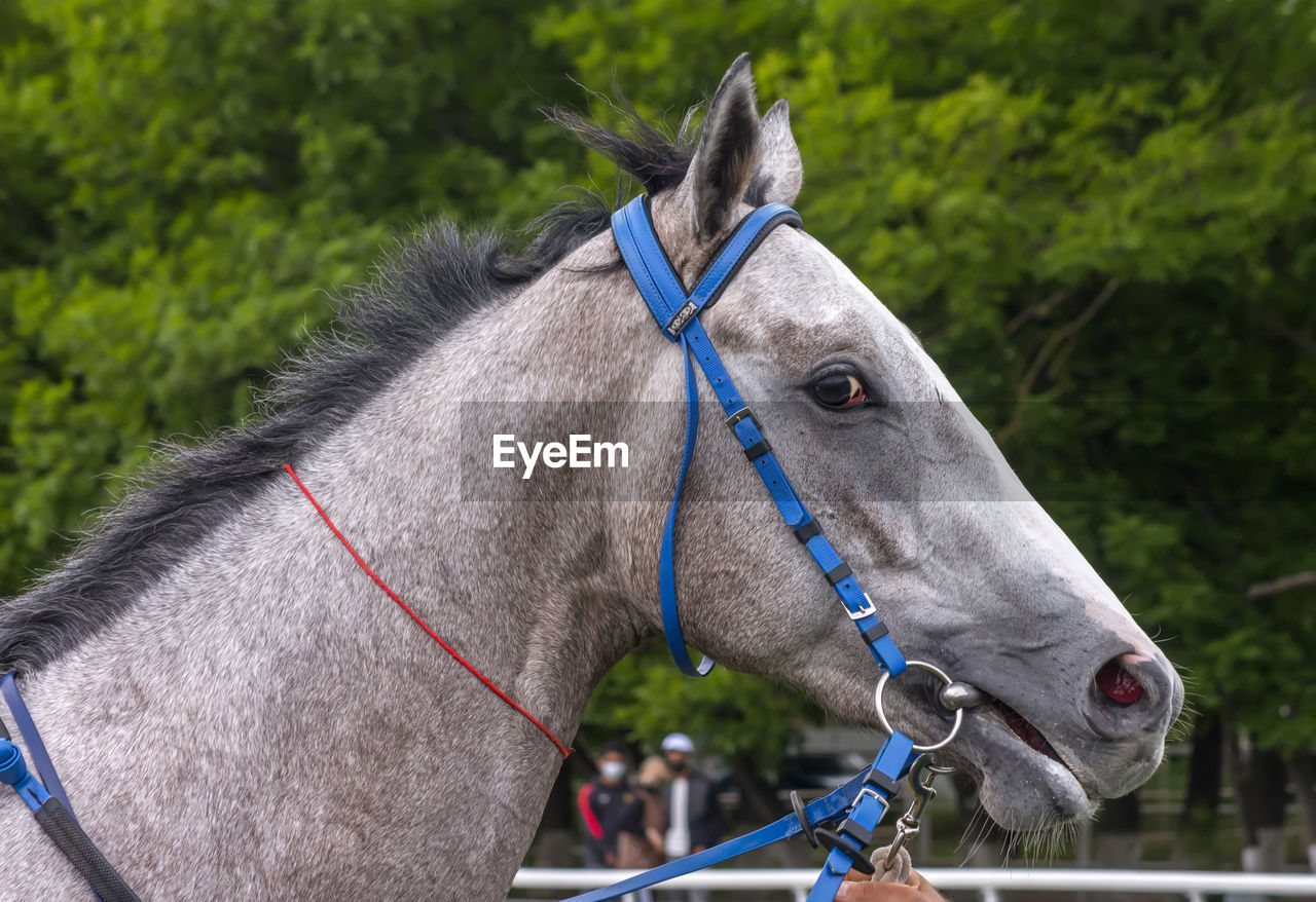 Close-up of horse cart