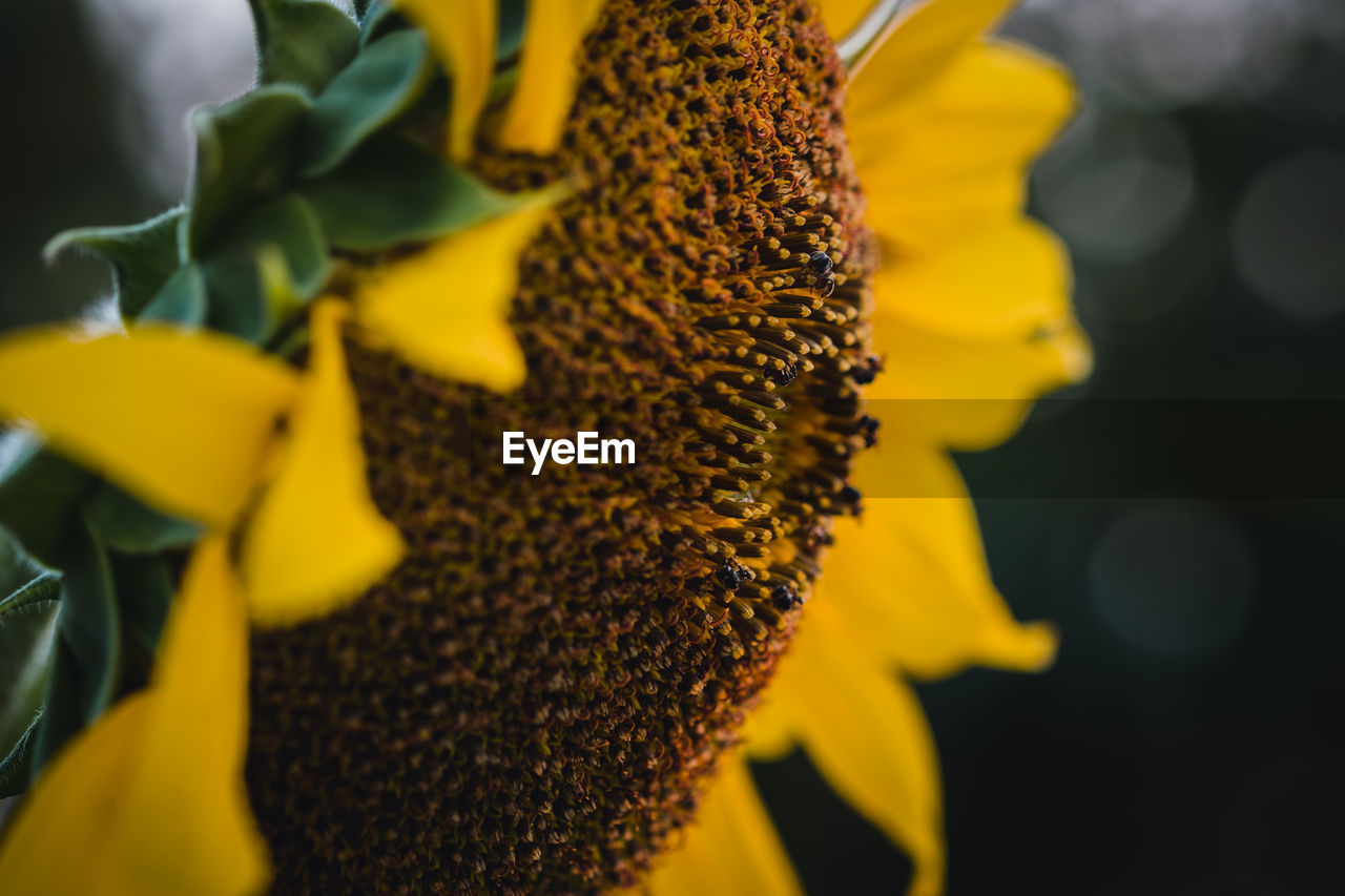 Close-up of yellow sunflower on plant