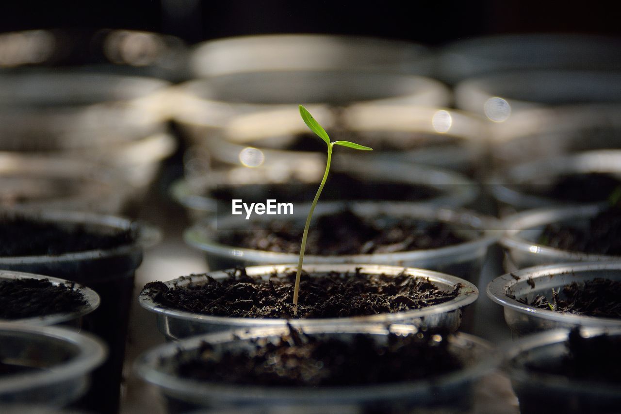 Close-up of seedling in tray