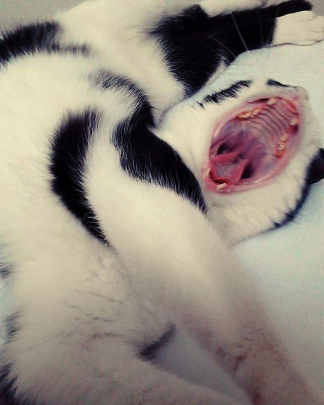 CLOSE-UP OF CAT SLEEPING ON BED