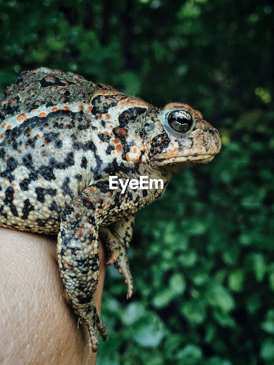 Close-up of frog on hand