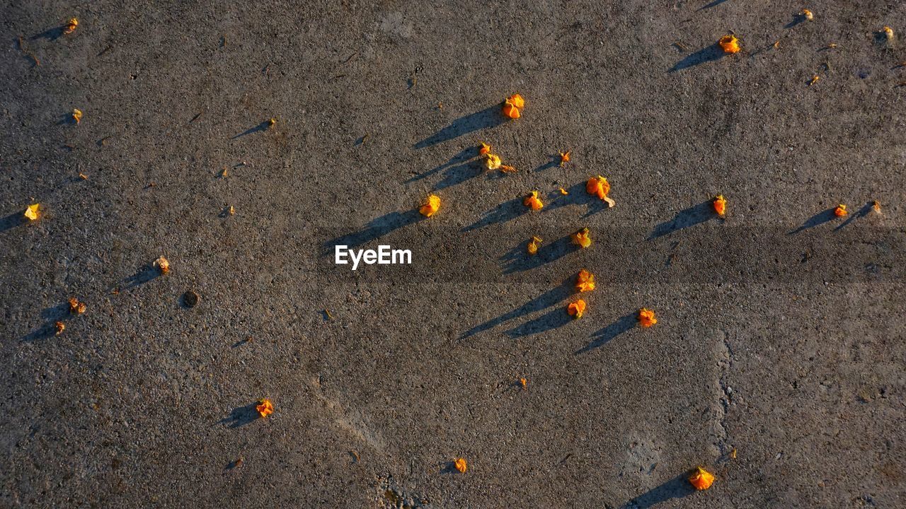 High angle view of leaves on sand