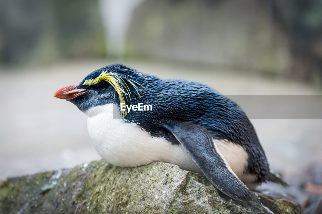 Close-up of penguin on rock