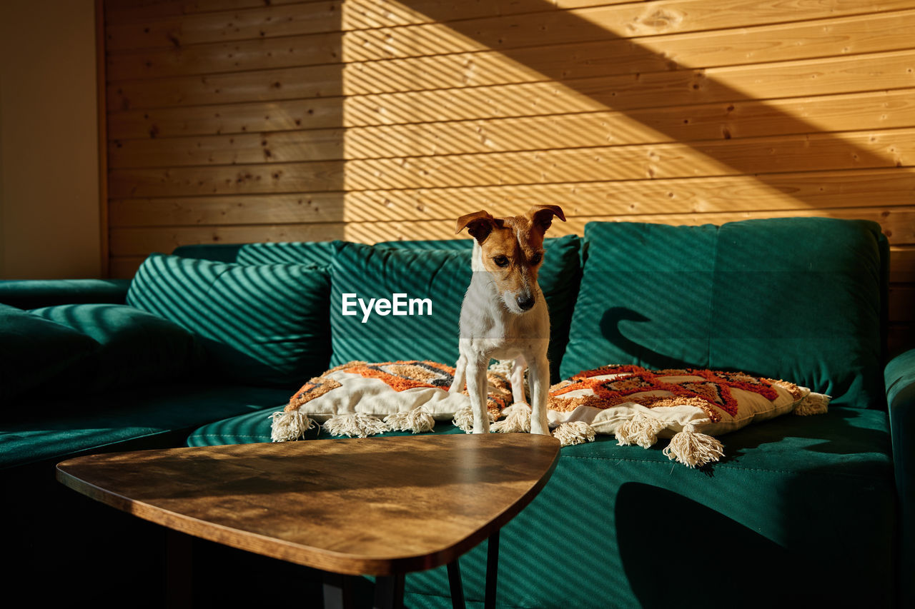 Dog standing on sofa in living room. stylish home interior with curious pet on place for relax