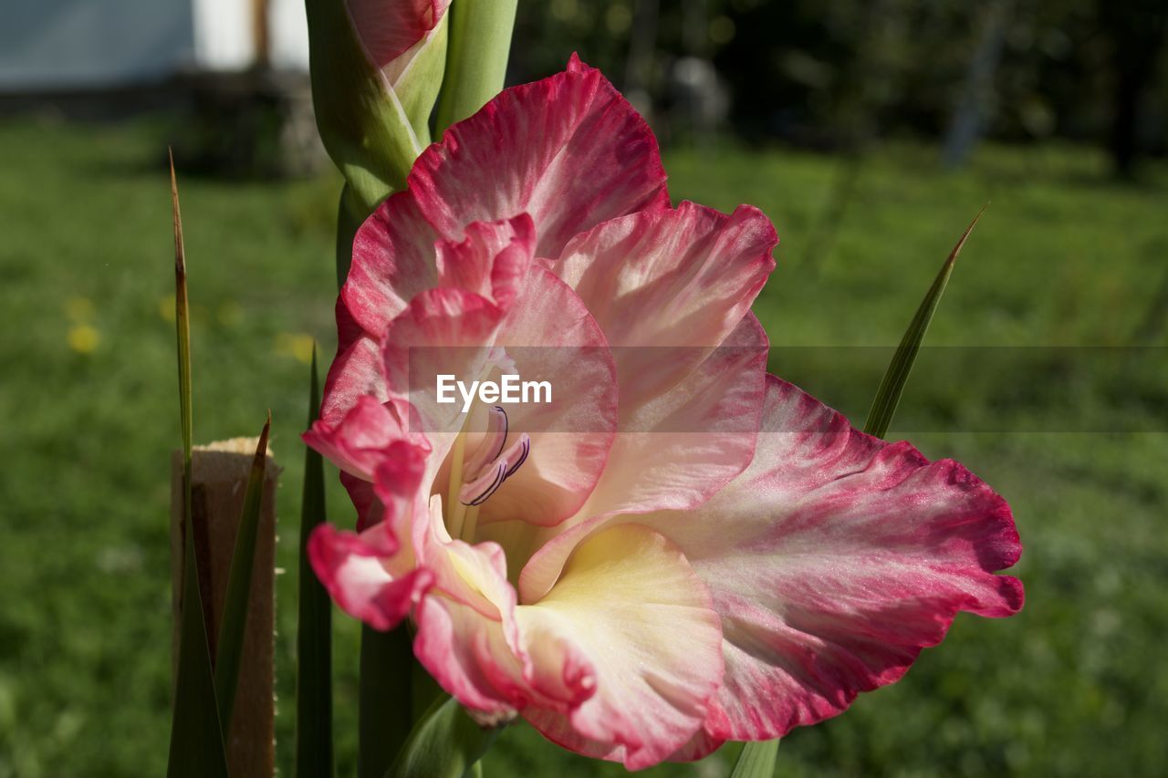 Close-up of pink rose flower