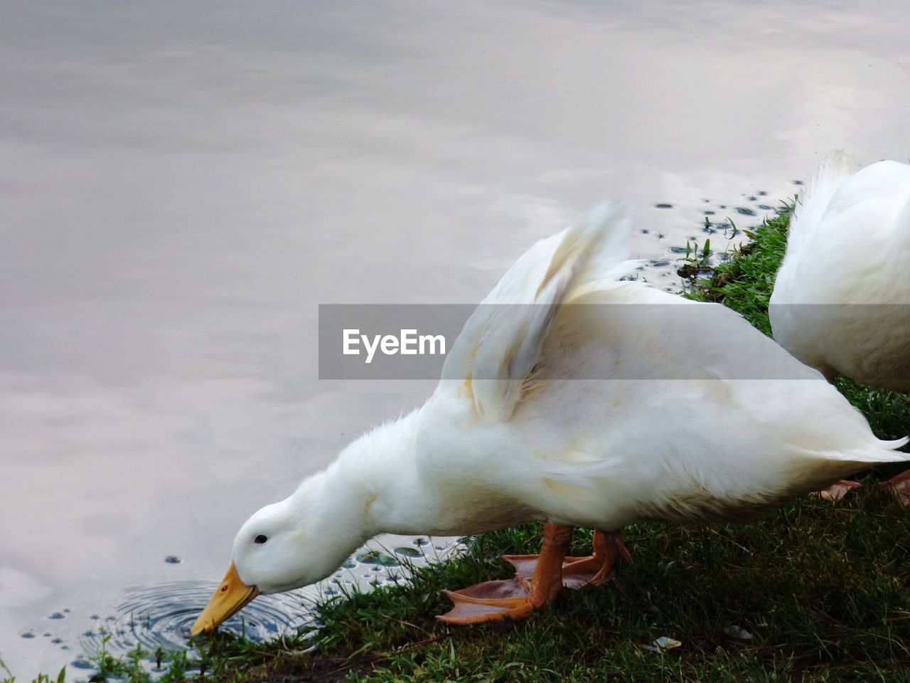 SEAGULL PERCHING ON SHORE