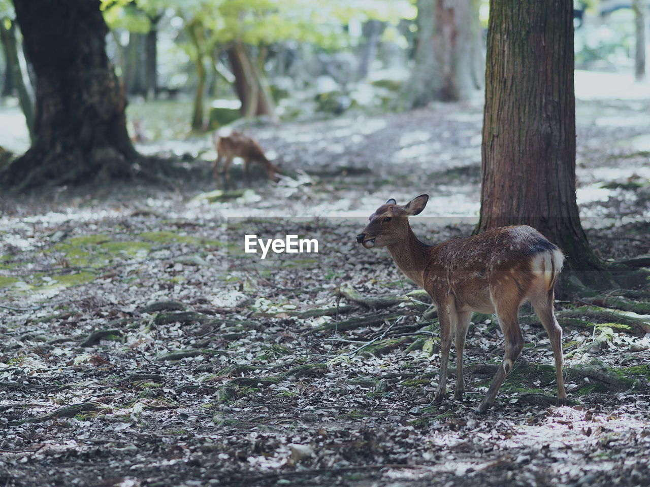 DEER ON FIELD BY TREE IN FOREST