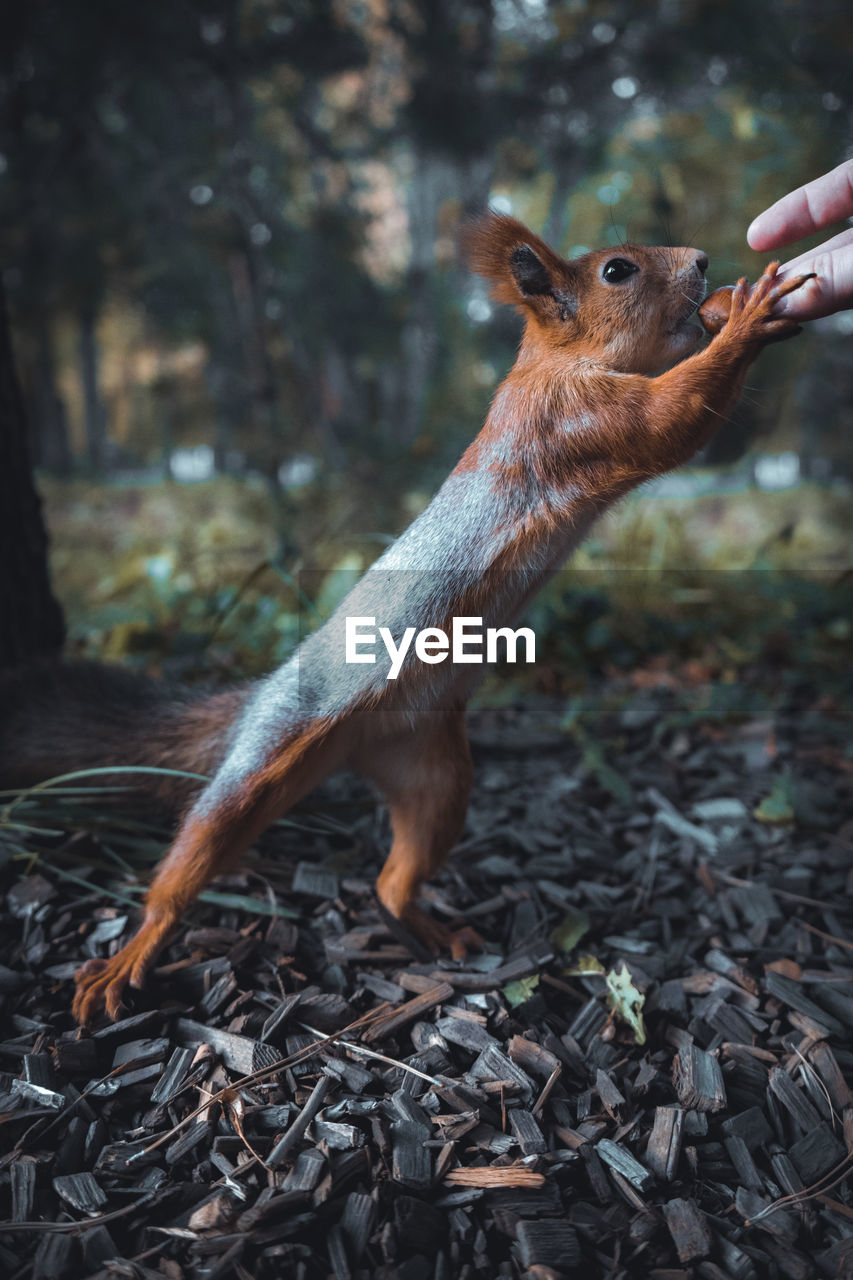 Cropped hand of person feeding squirrel