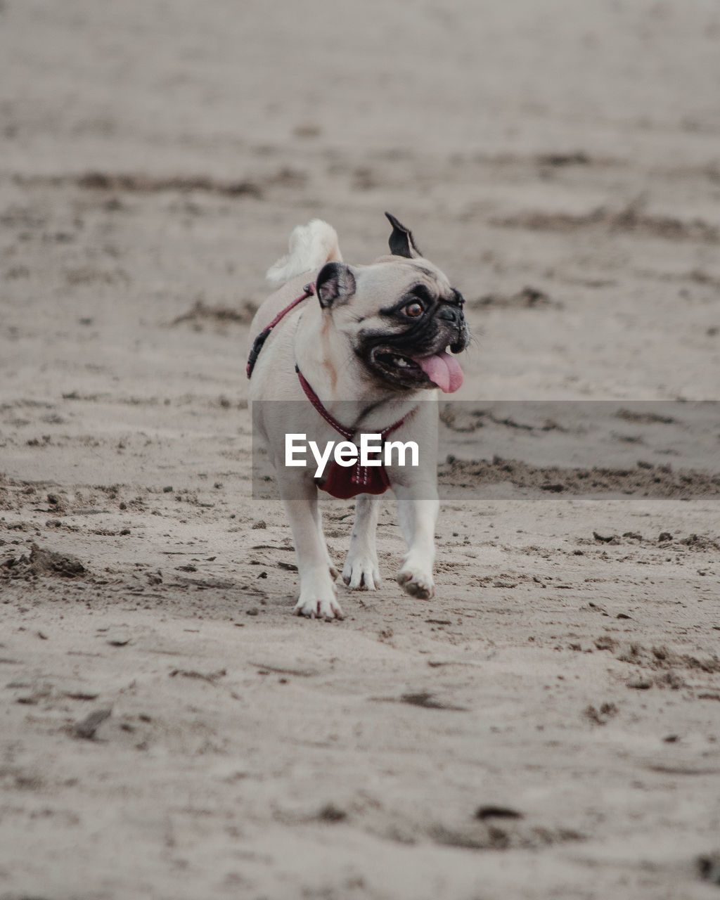 Full length of dog walking on sand at beach