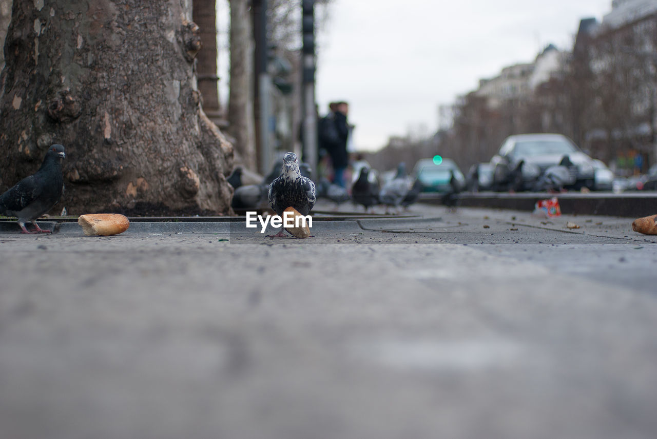 Close-up of pigeon on street