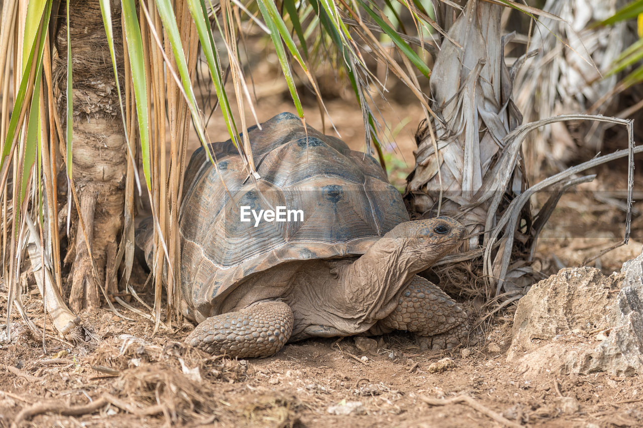 View of a turtle in the field