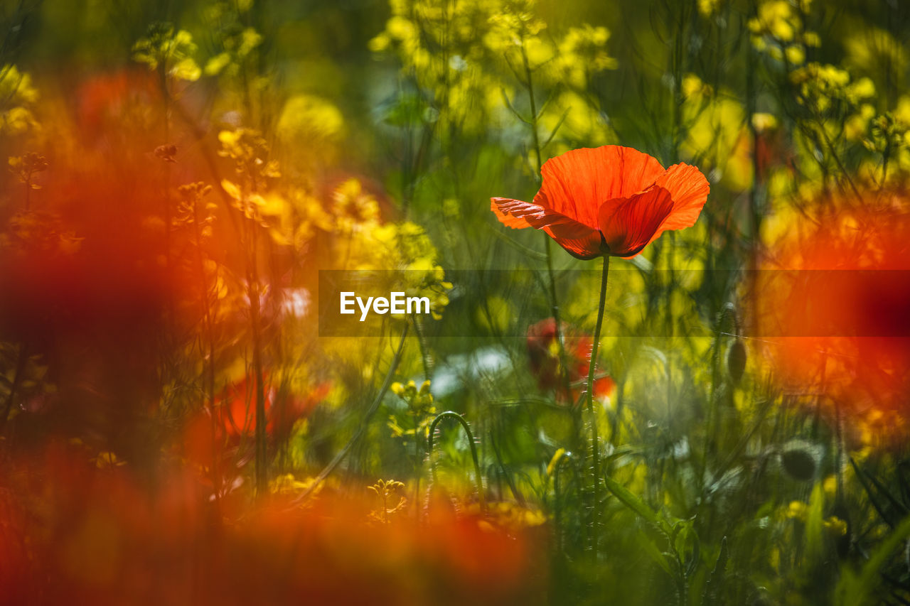 Field of red poppies in springtime.