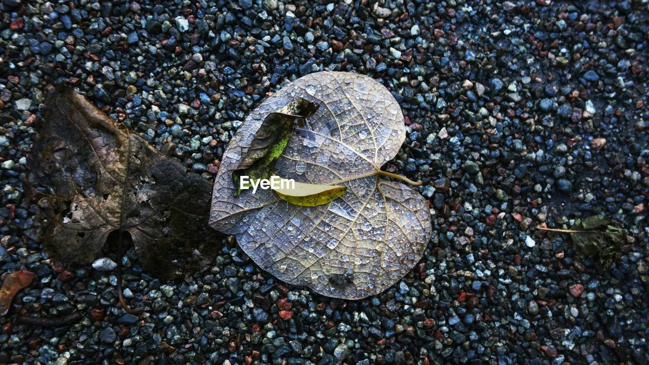 HIGH ANGLE VIEW OF SHELL ON ROCK