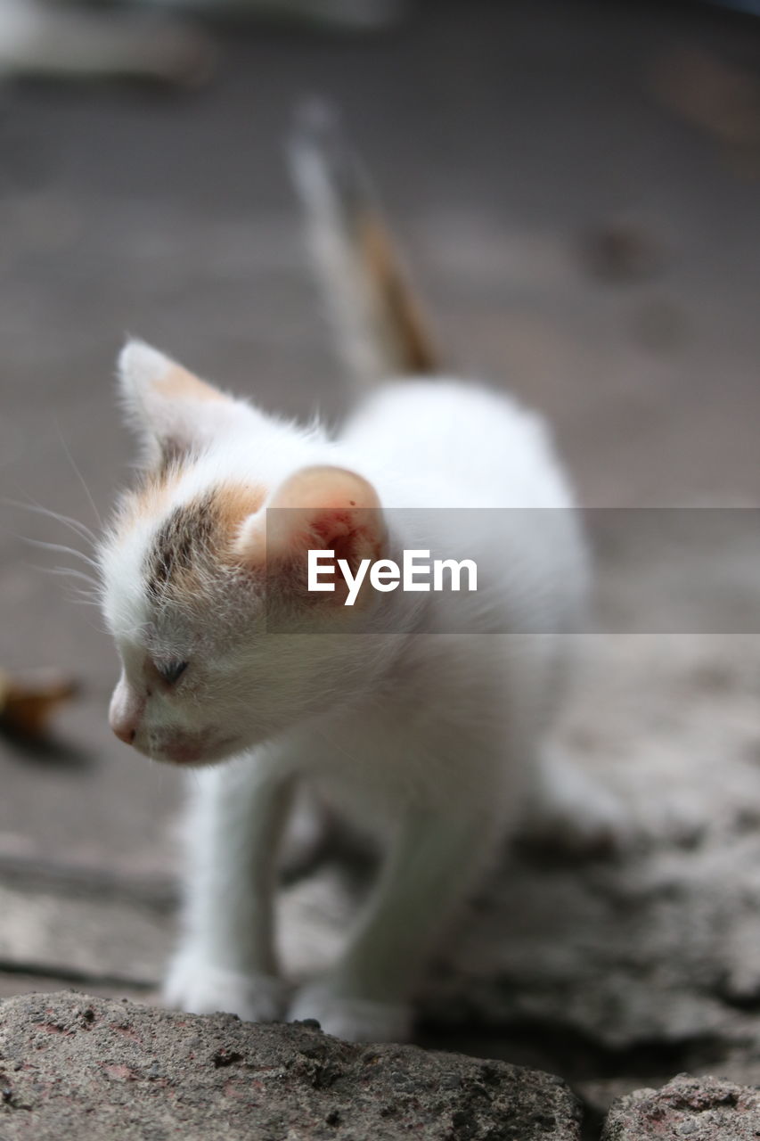 CLOSE-UP OF WHITE CAT
