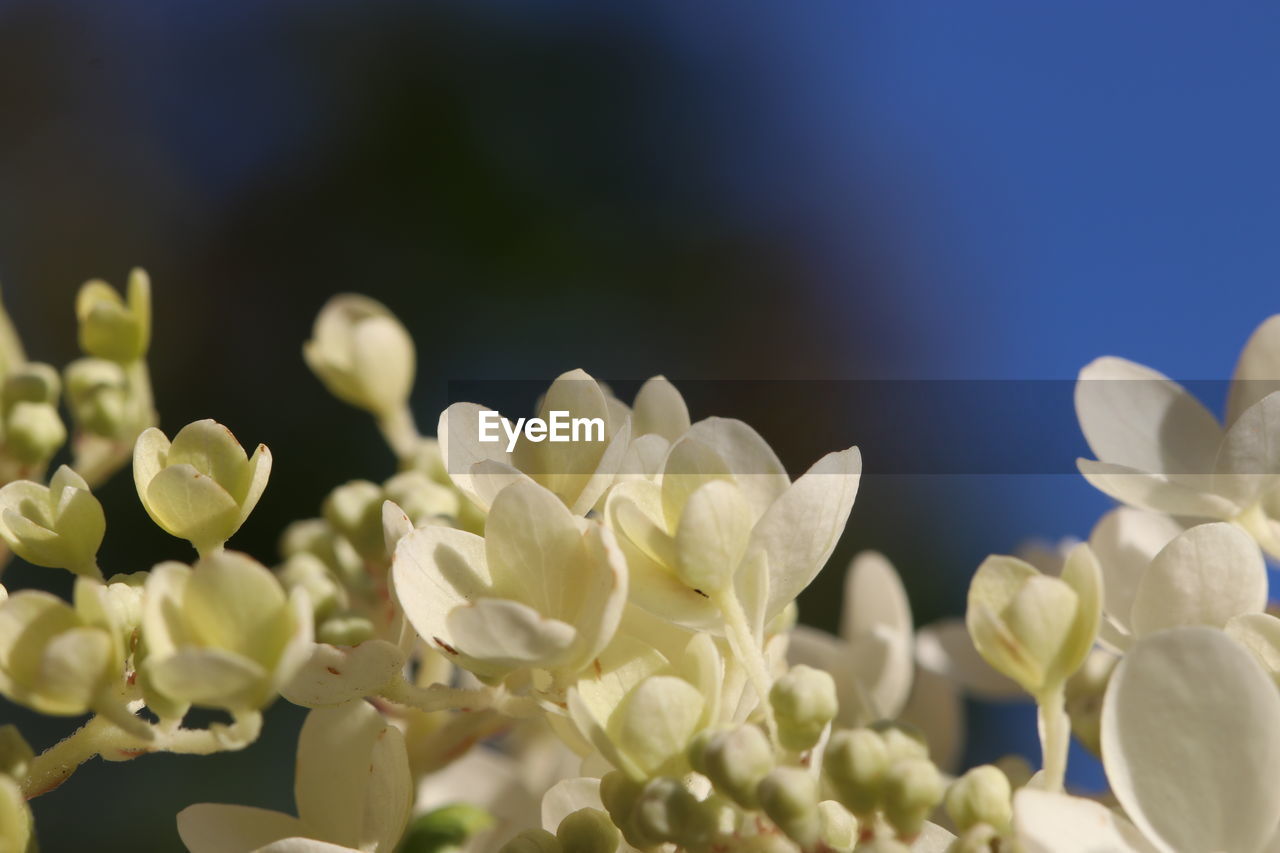 CLOSE-UP OF WHITE FLOWERS ON PLANT