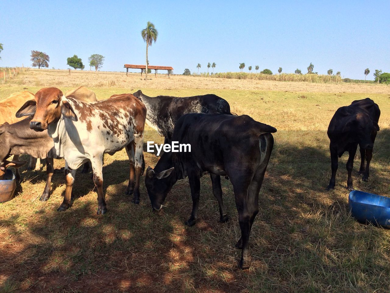 COWS ON FIELD AGAINST SKY