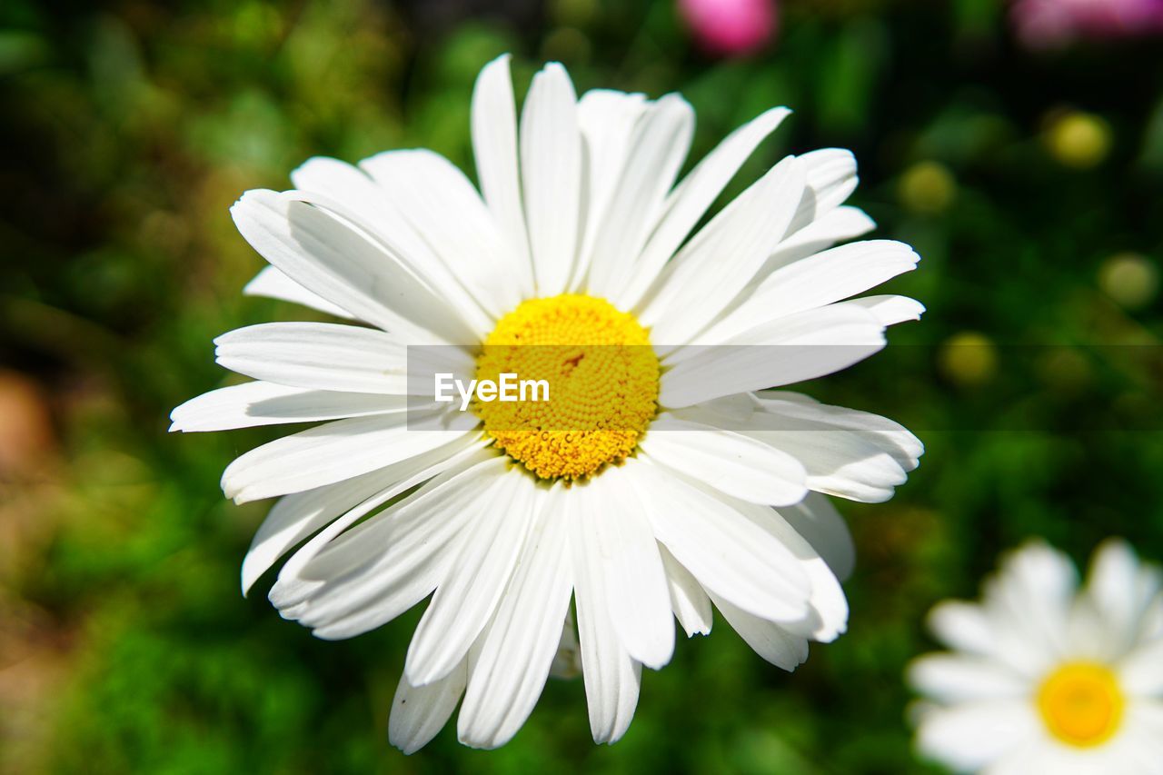 Close-up of white daisy flower