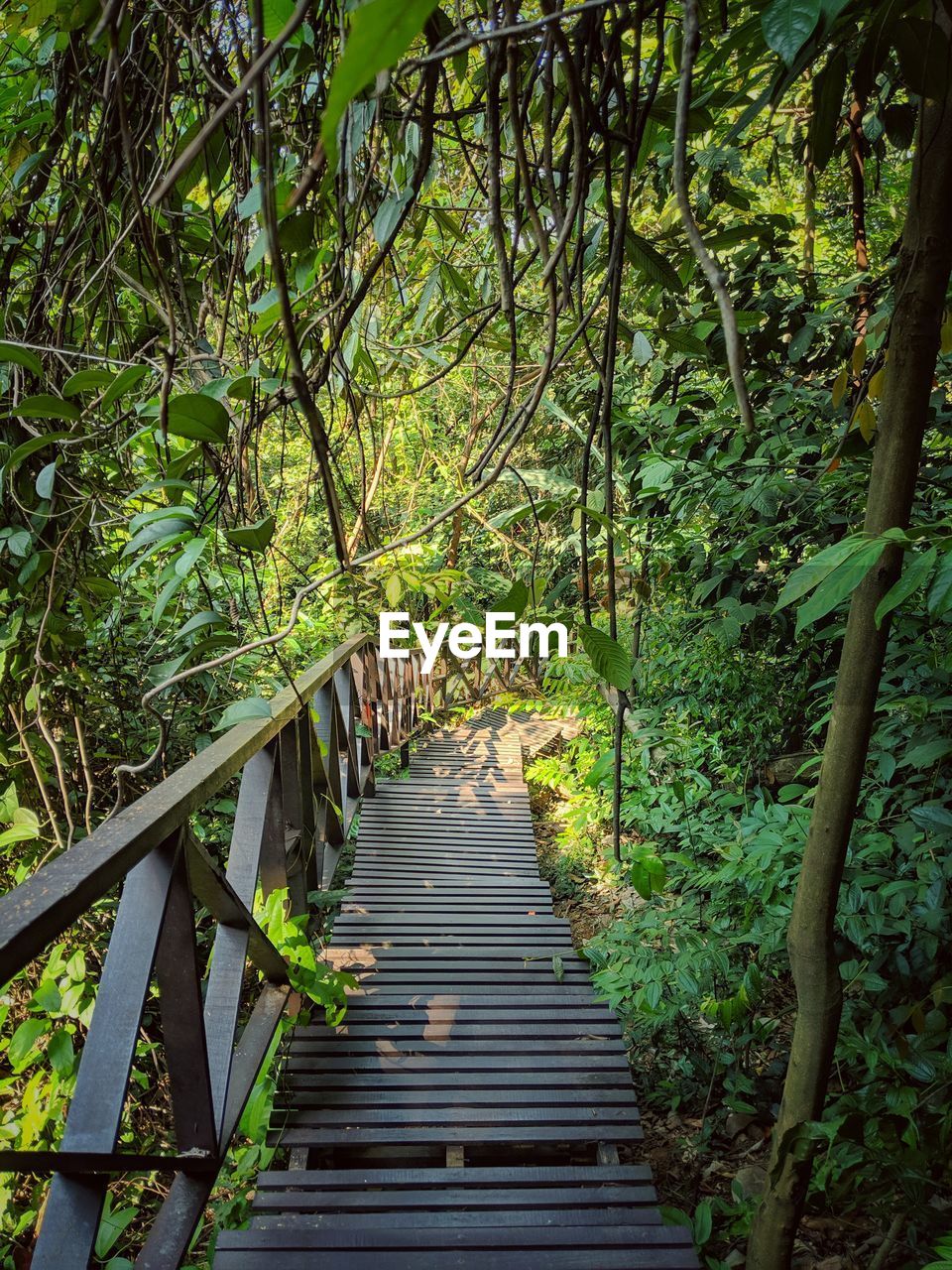 STAIRCASE IN FOREST