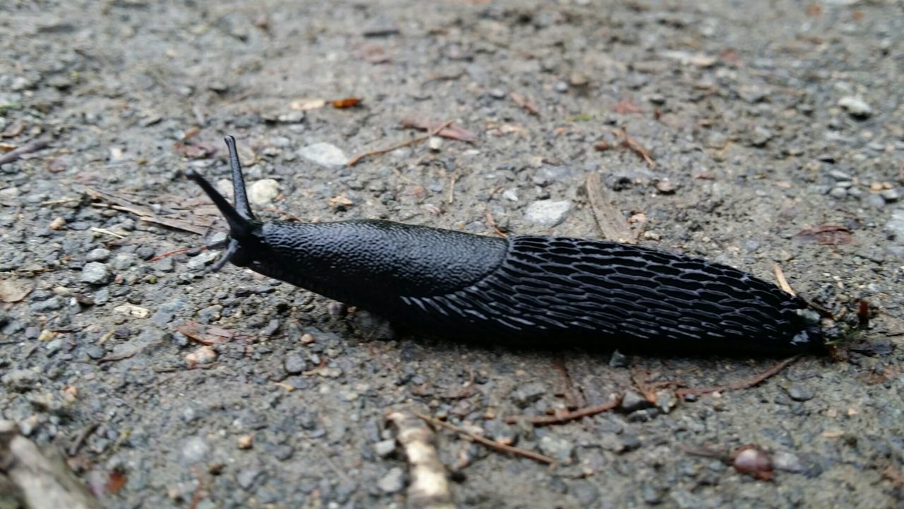 one animal, animal themes, animals in the wild, slug, wildlife, close-up, day, outdoors, no people, nature