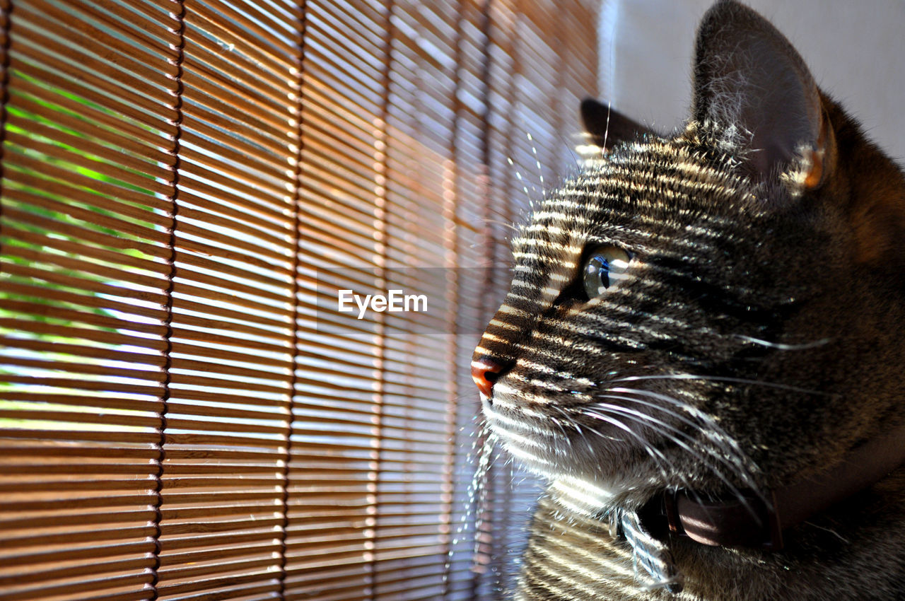 Close-up of cute tabby cat