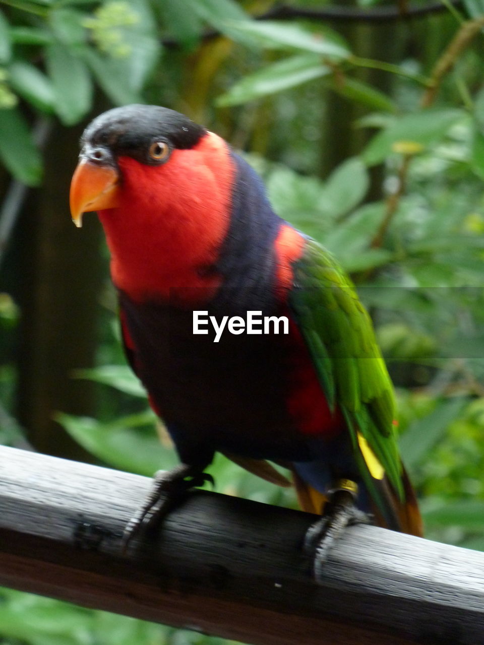 CLOSE-UP OF PARROT PERCHING ON TREE BRANCH