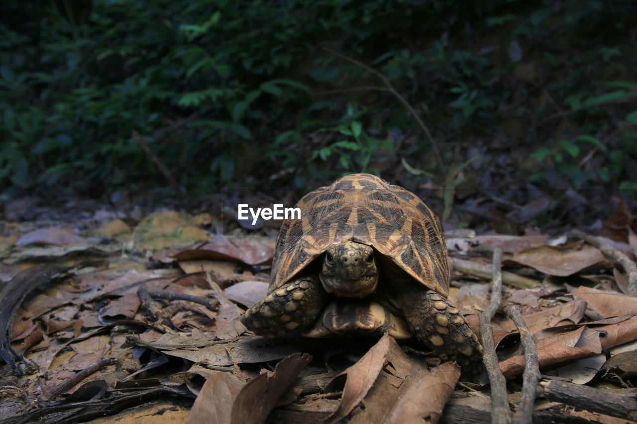 CLOSE-UP OF A TURTLE ON GROUND