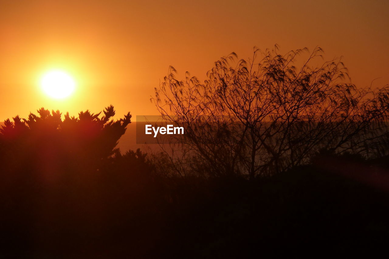 SILHOUETTE TREE AGAINST ORANGE SKY