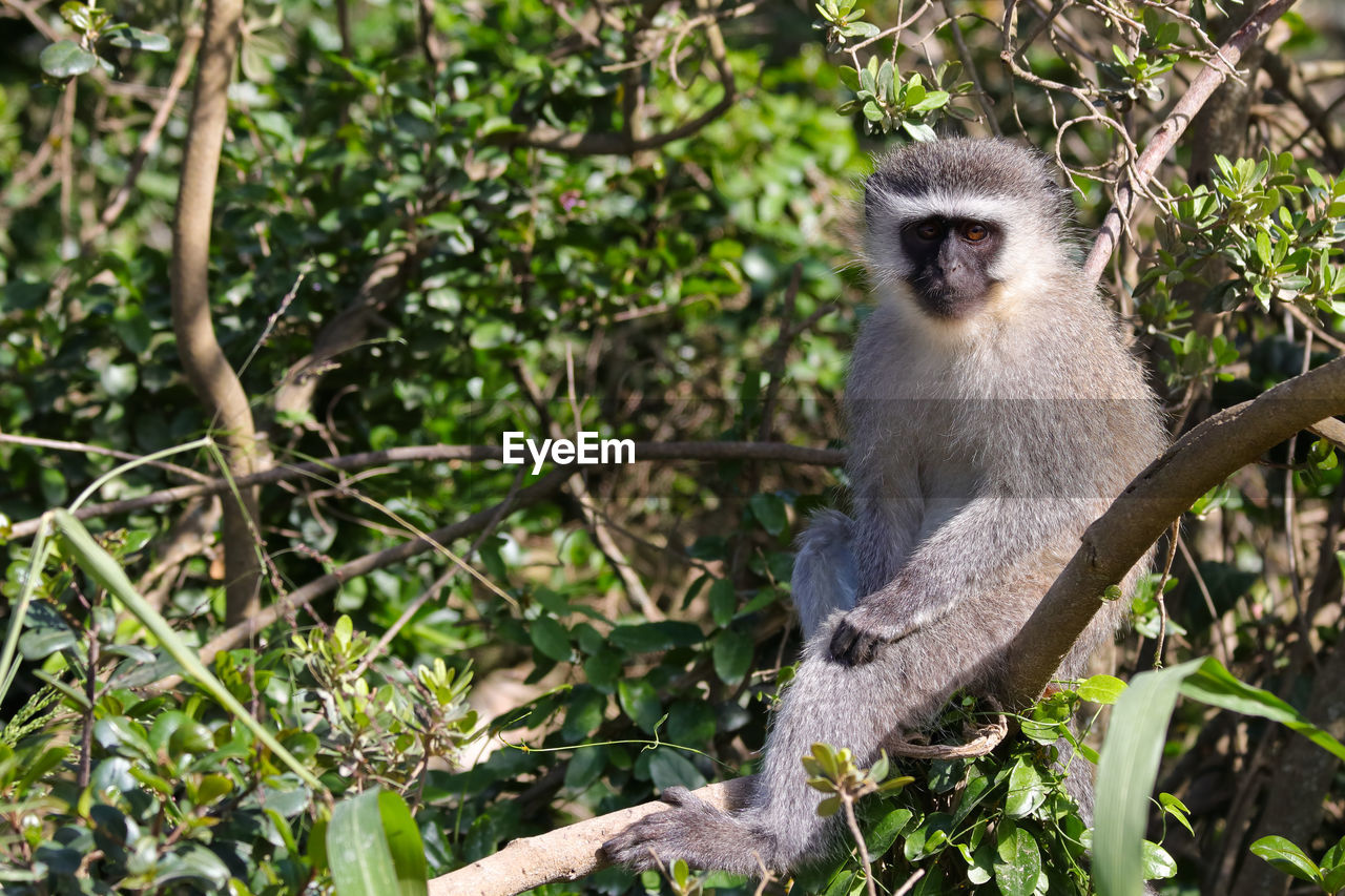 Vervet monkey sitting relaxed in a tree chlorocebus pygerythrus