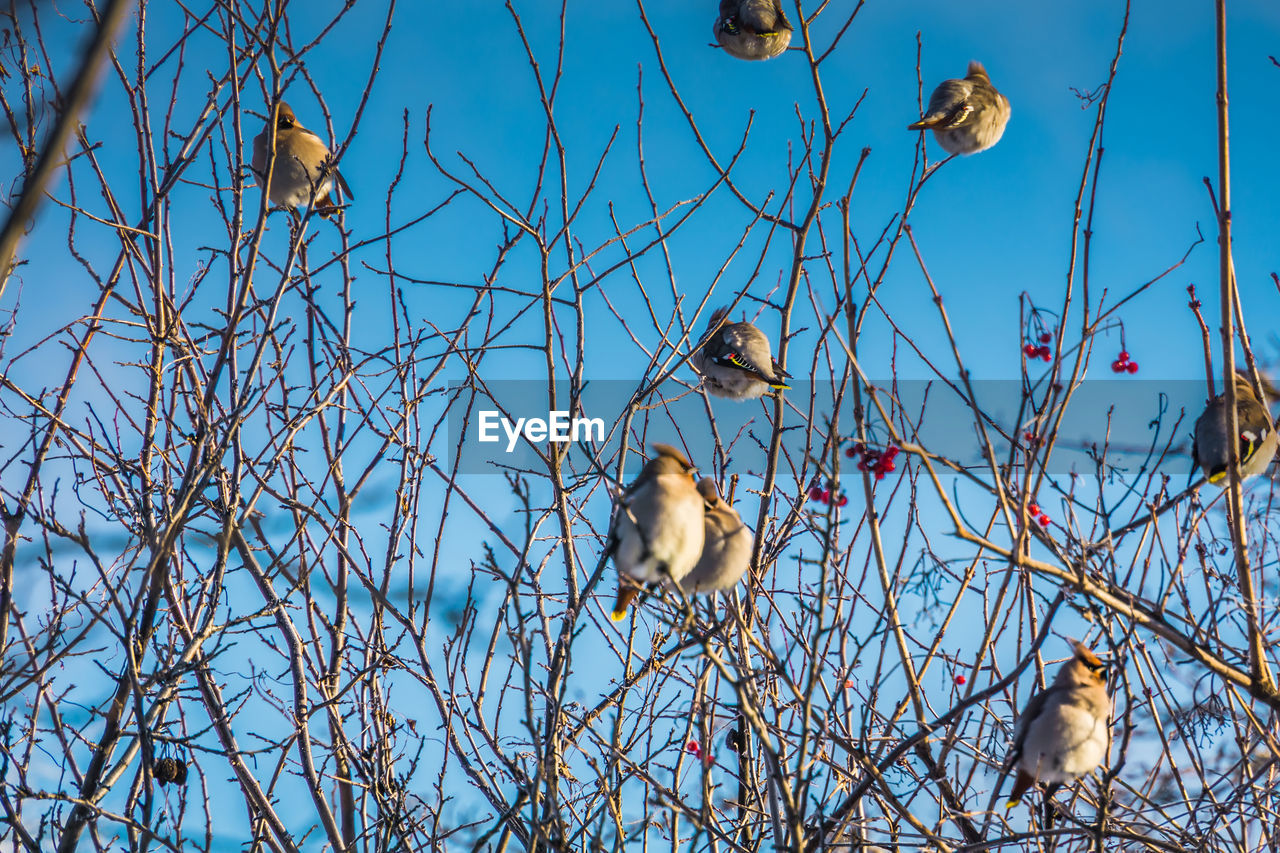 BIRDS PERCHING ON BARE TREE