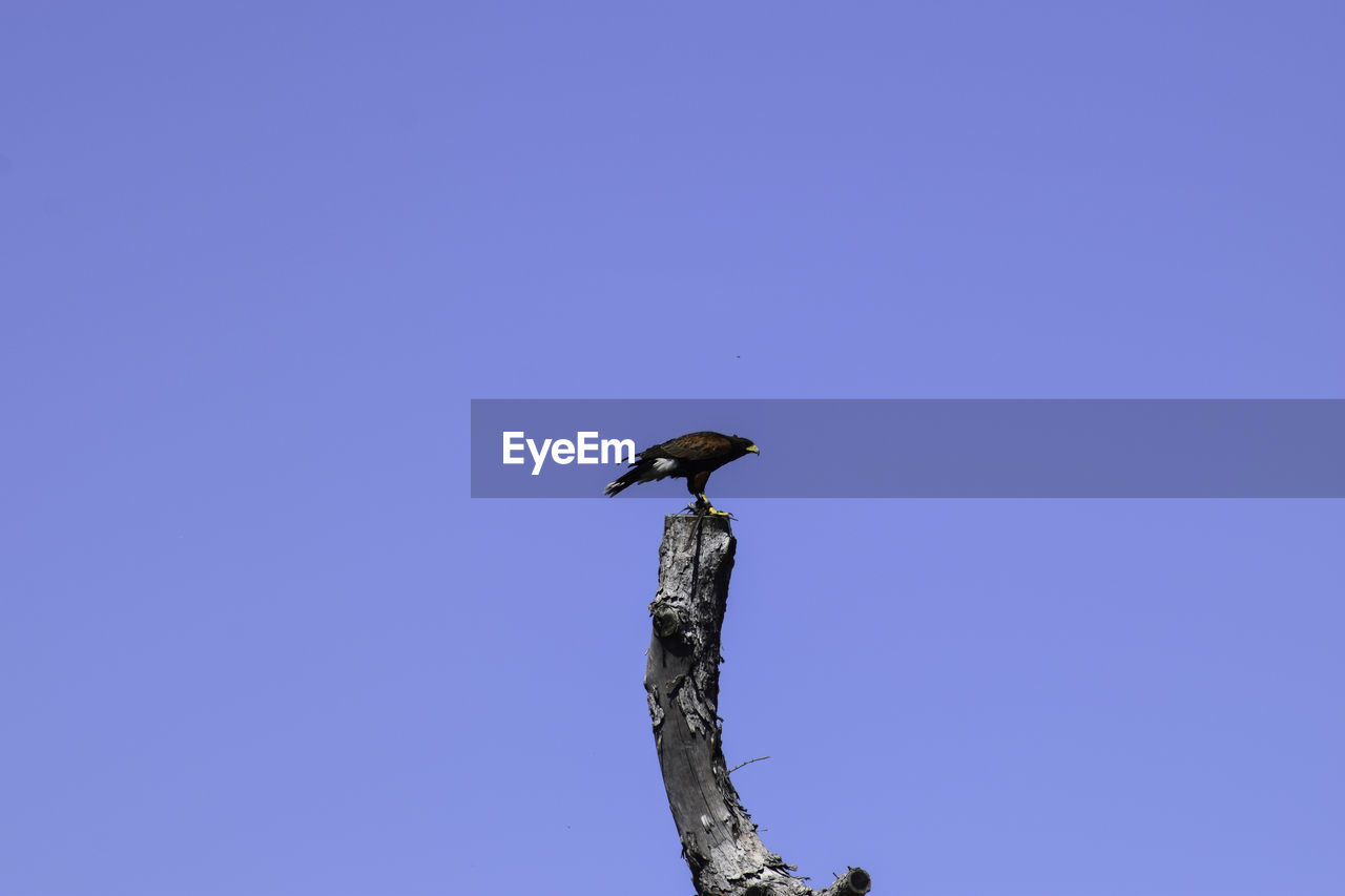 LOW ANGLE VIEW OF BIRD PERCHING ON A TREE