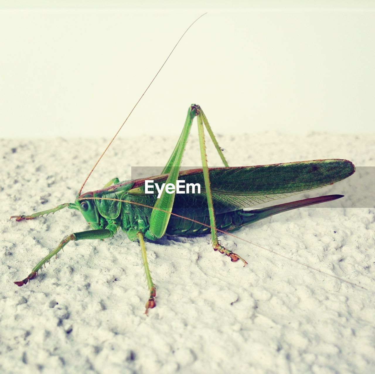 Grasshopper on wall against clear sky