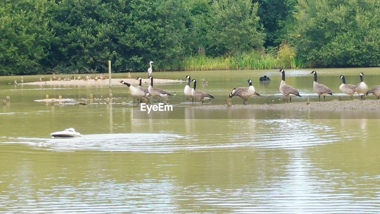 BIRDS IN WATER