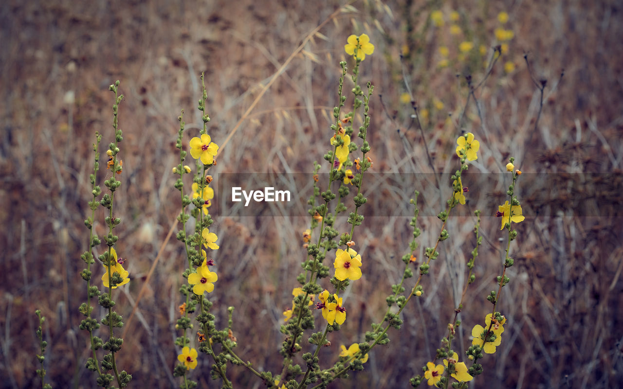 CLOSE-UP OF YELLOW FLOWERING PLANTS ON FIELD