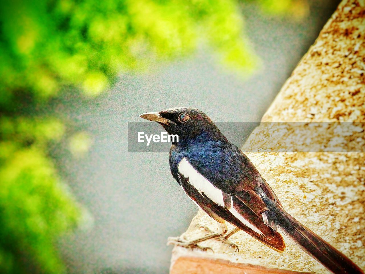 CLOSE-UP OF BIRD PERCHING ON WOOD