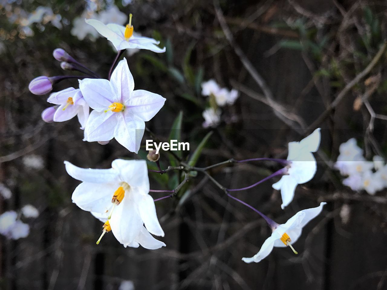 Close-up of flowers