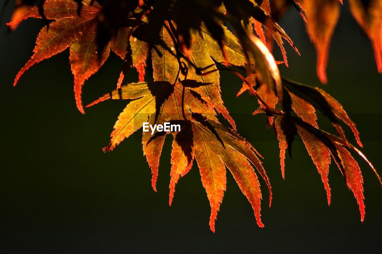 Close-up of leaves on branch