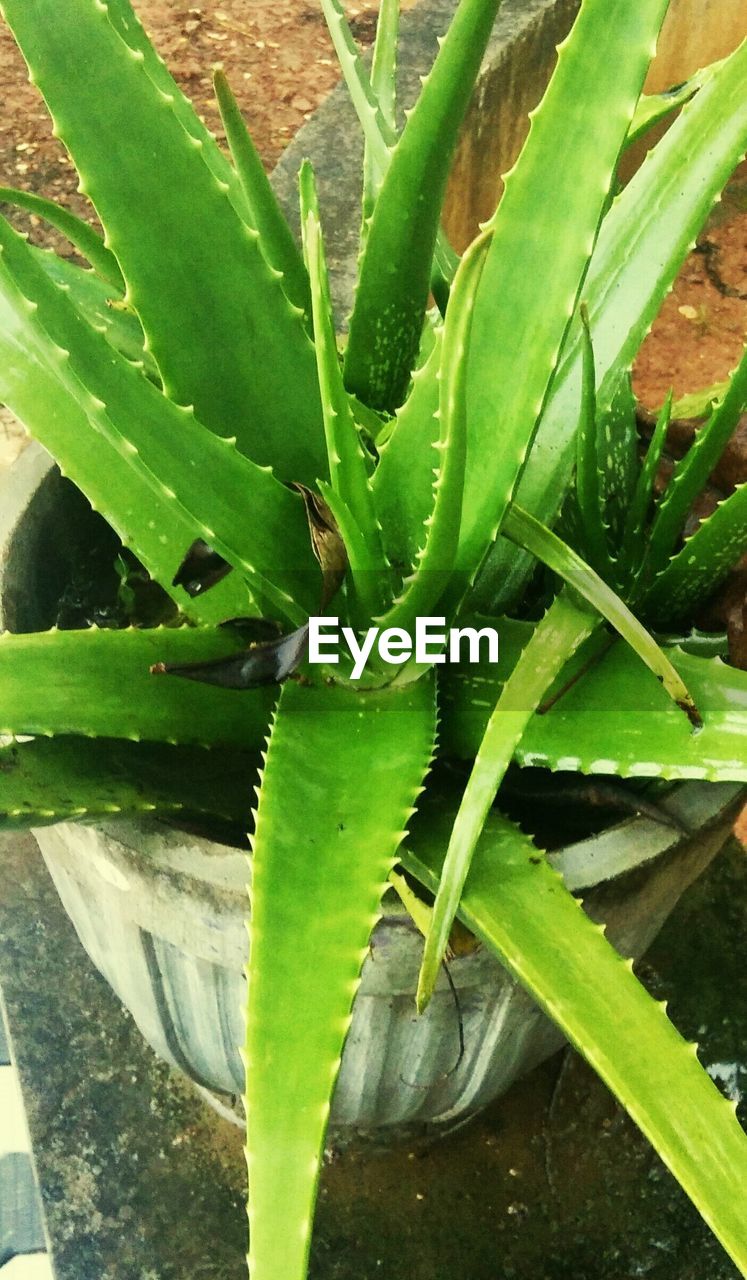 CLOSE-UP OF CACTUS PLANT GROWING IN PARK